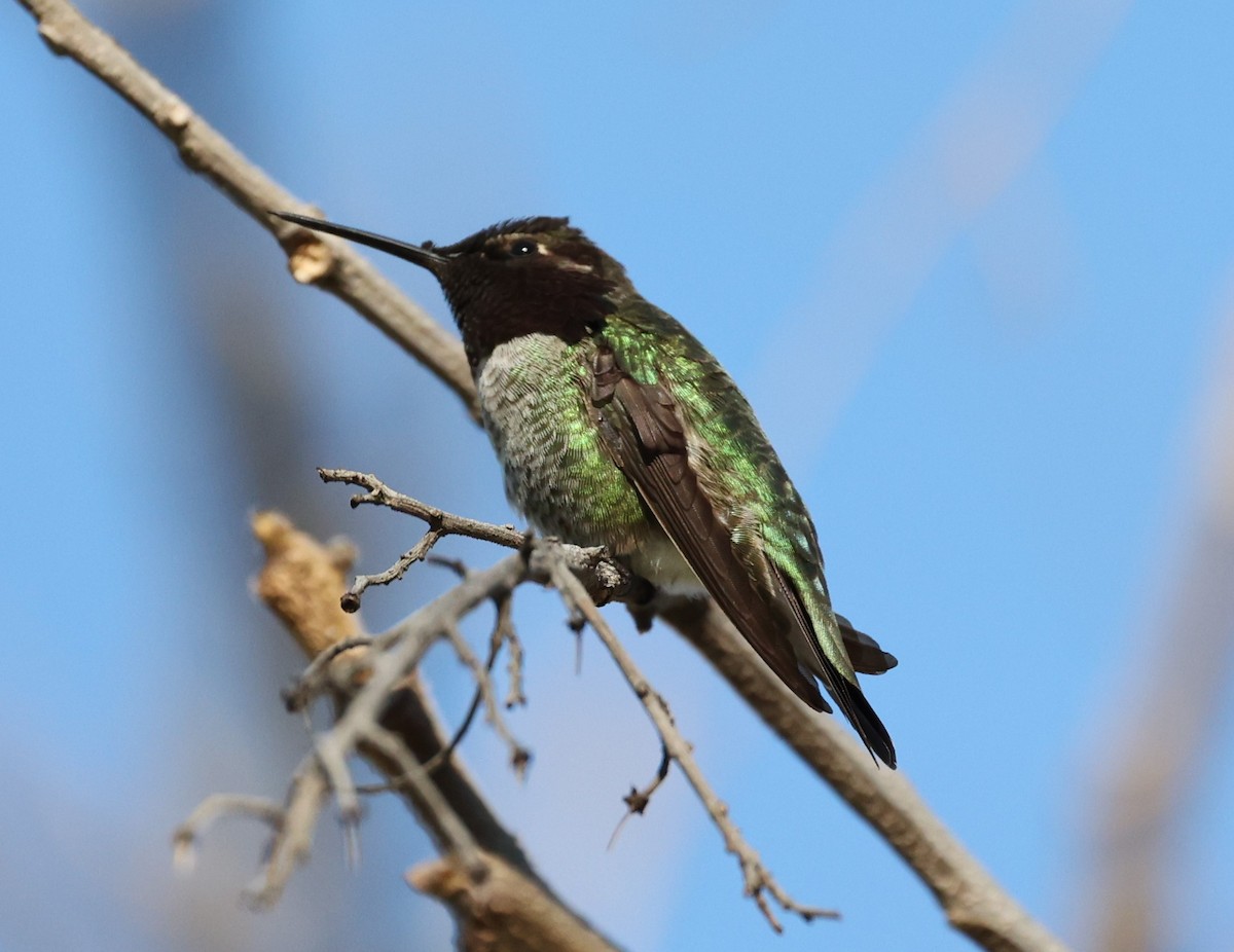 Anna's Hummingbird - ML411295621