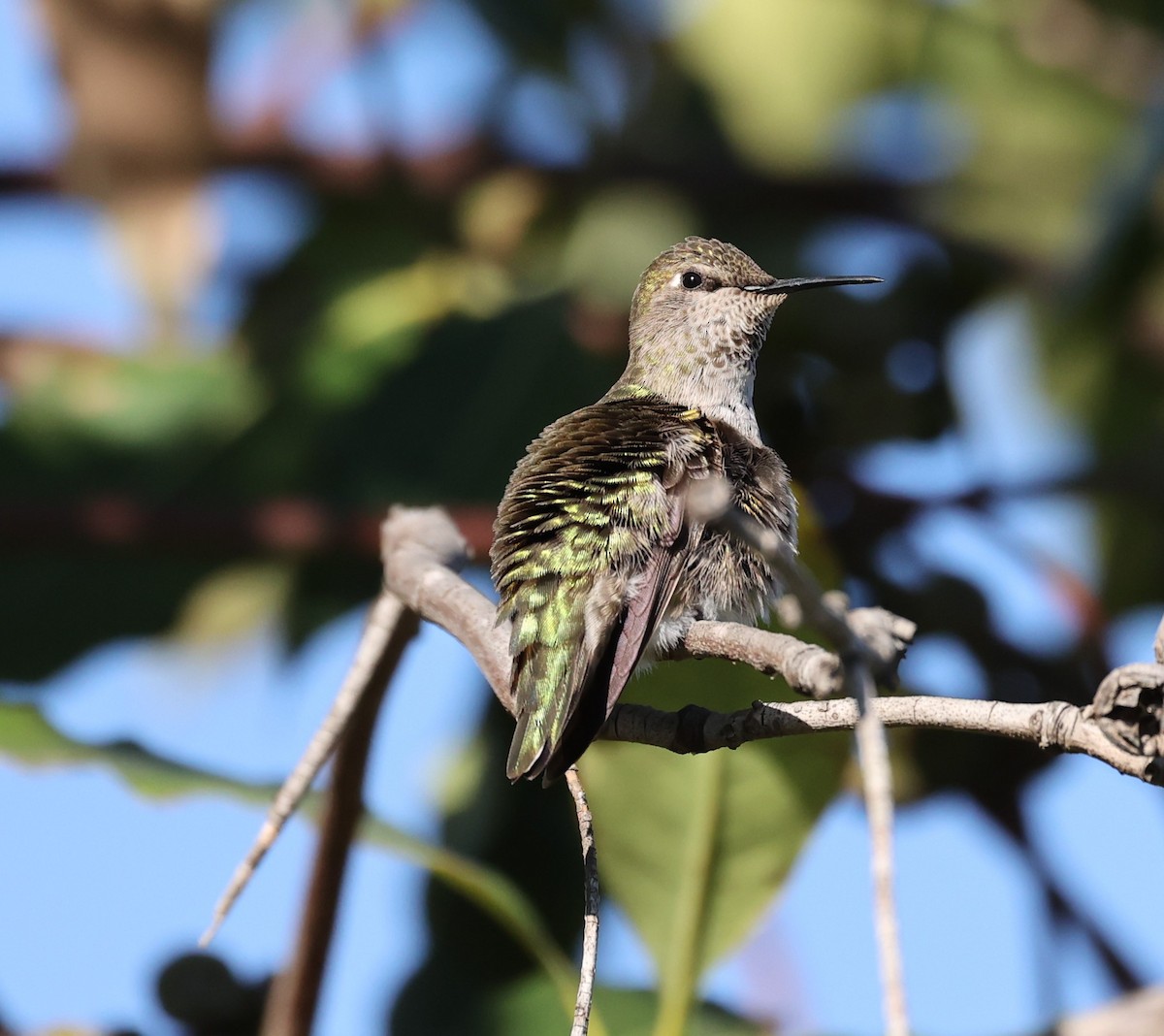Anna's Hummingbird - ML411295631