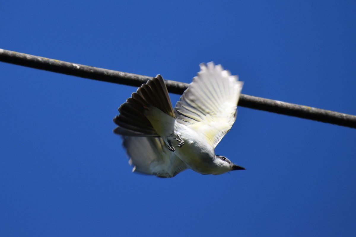 Gray Kingbird - ML411295761