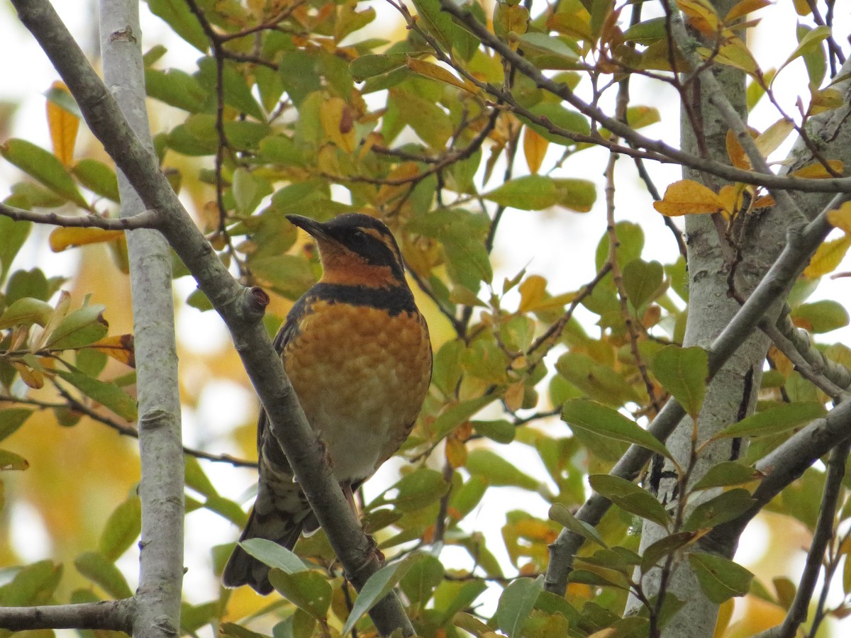 Varied Thrush - ML41129611