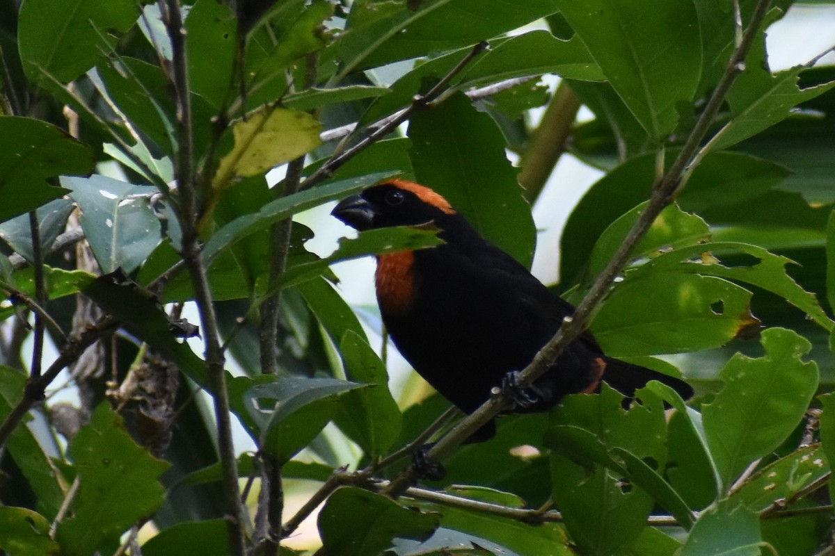 Puerto Rican Bullfinch - ML411296251