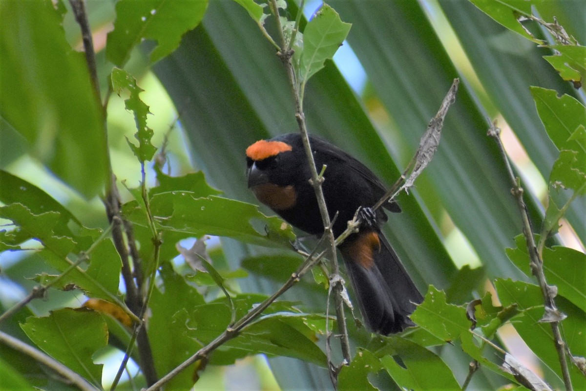 Puerto Rican Bullfinch - ML411296261