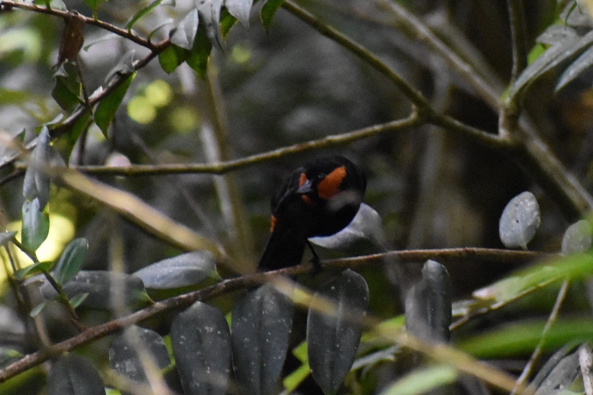 Puerto Rican Bullfinch - ML411296271