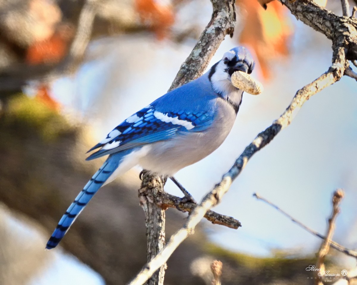 Blue Jay - ML411296501