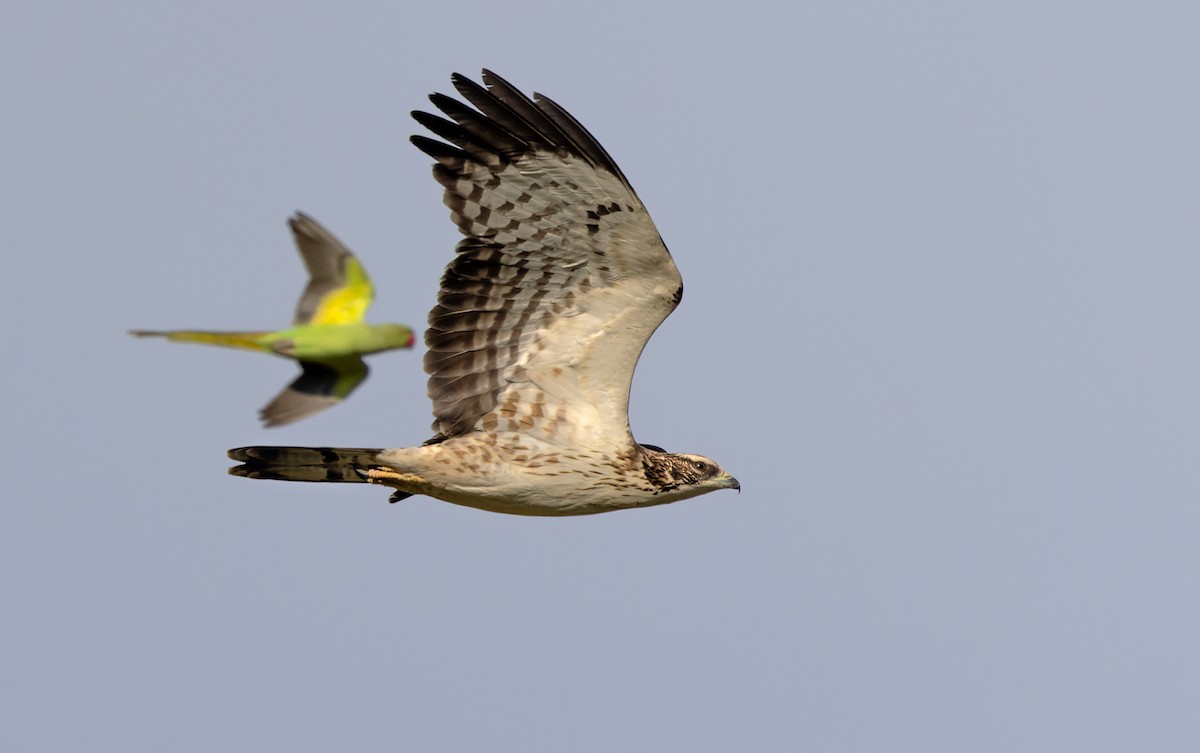 Oriental Honey-buzzard - Lars Petersson | My World of Bird Photography