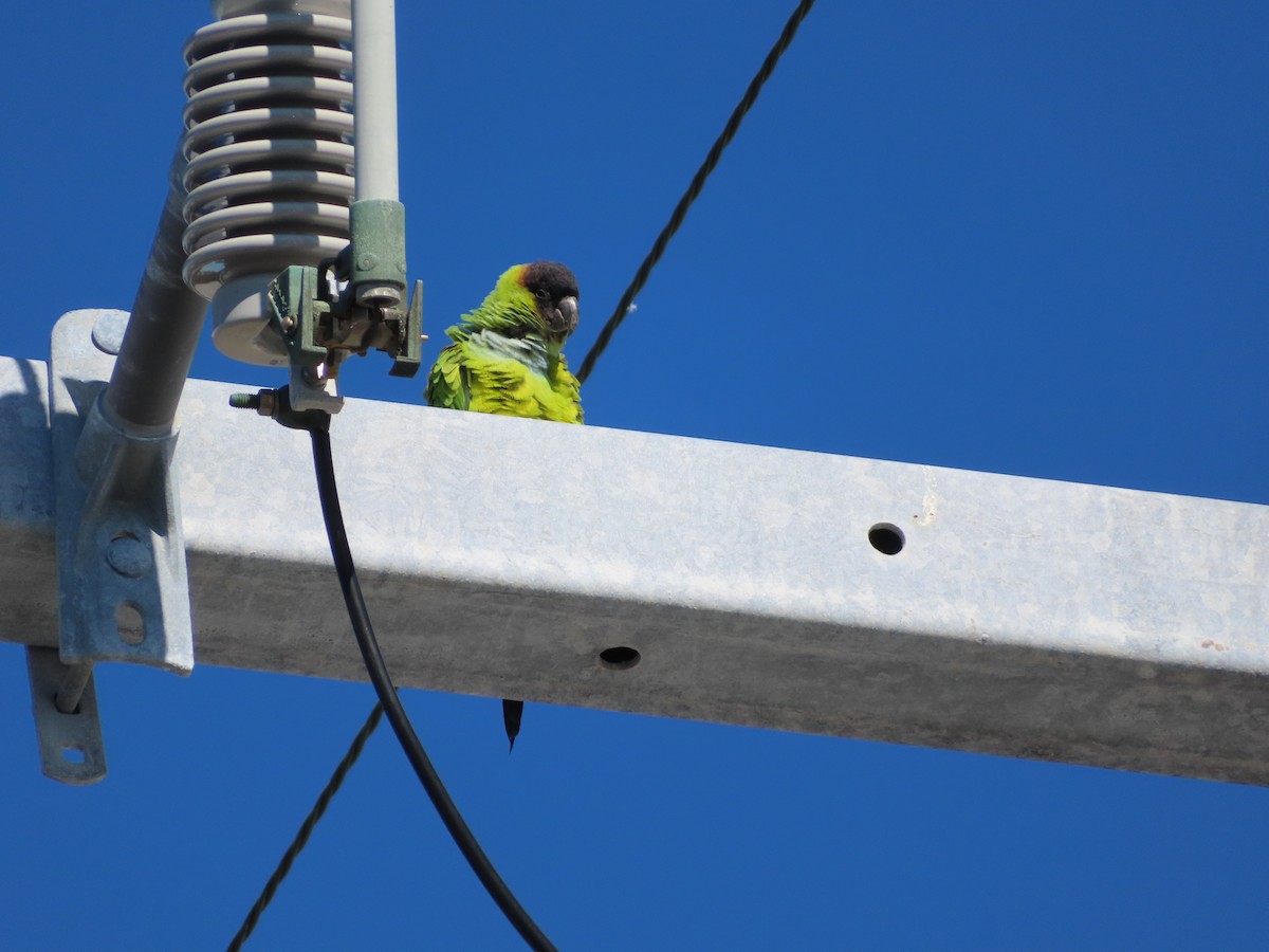 Nanday Parakeet - ML411299211