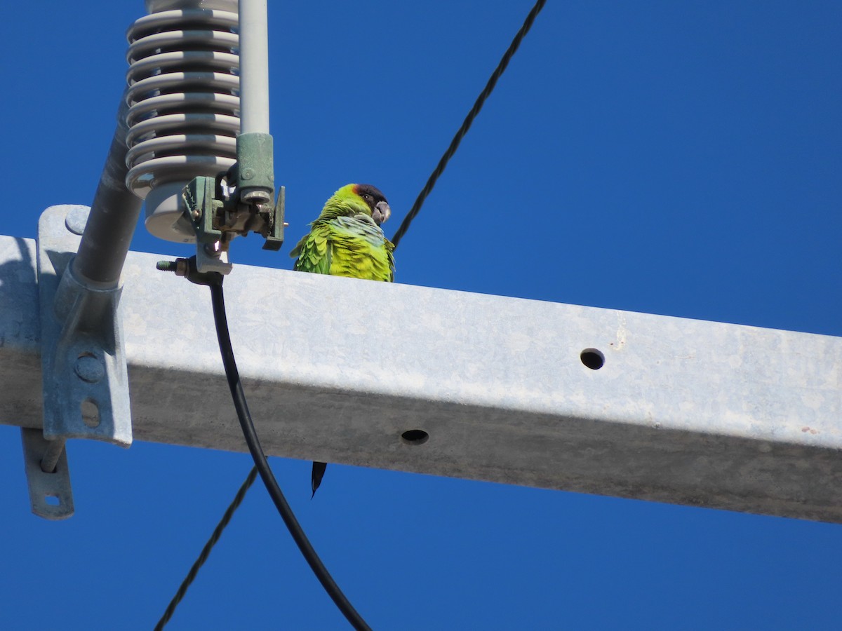 Nanday Parakeet - carolyn spidle