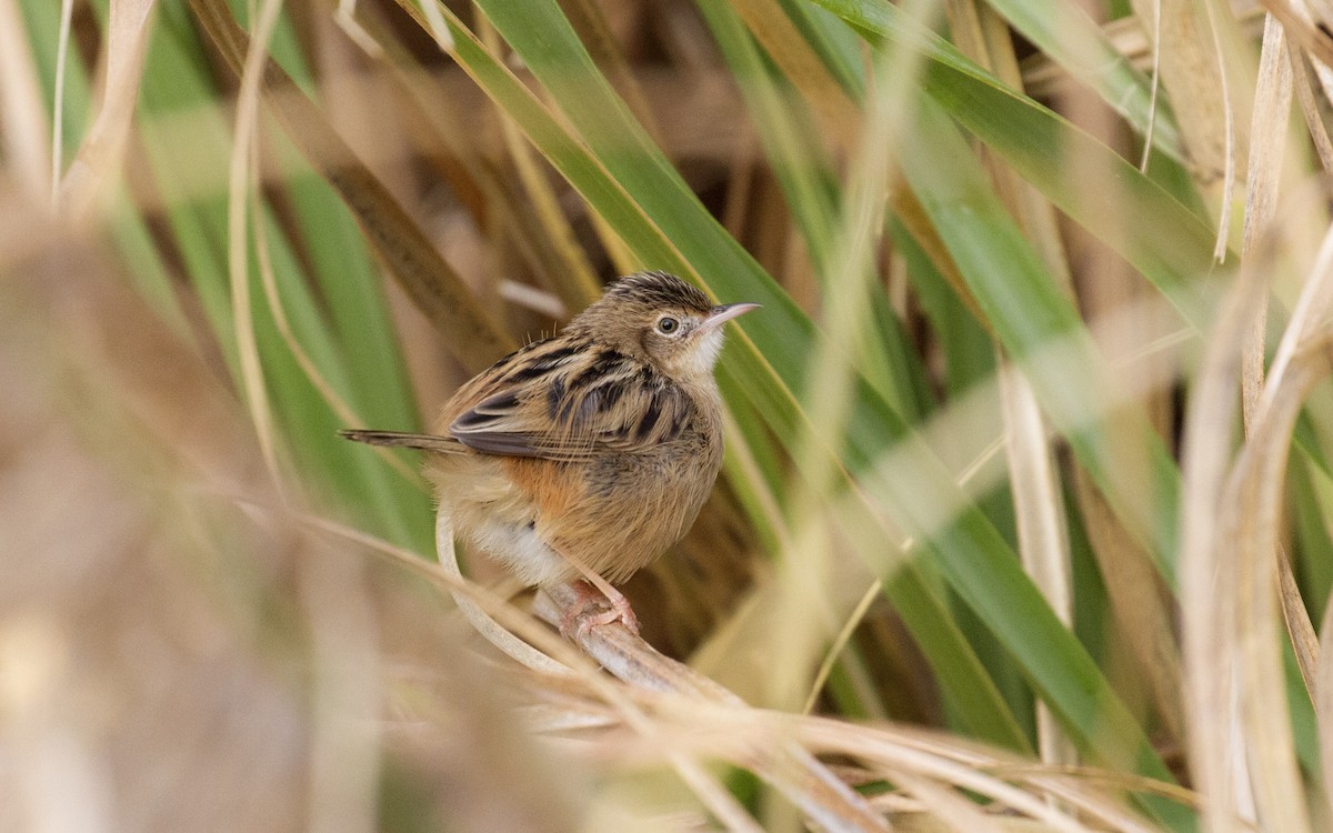 Zitting Cisticola - ML411300381