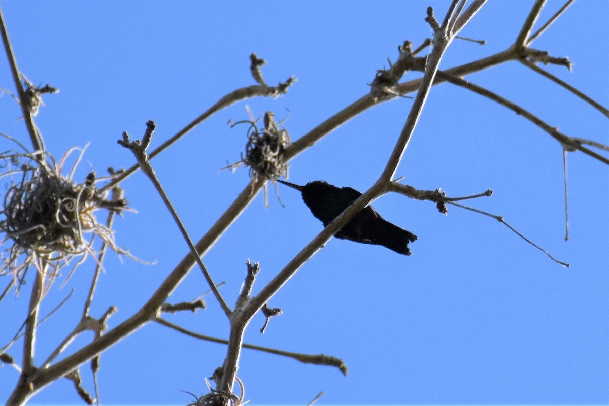 kolibřík portorický - ML411301231