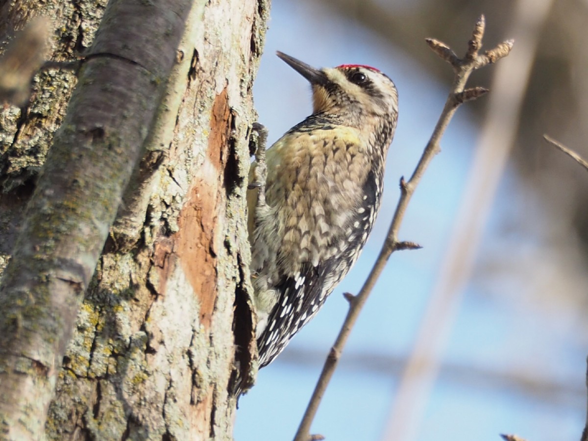 Yellow-bellied Sapsucker - Heather Hosten