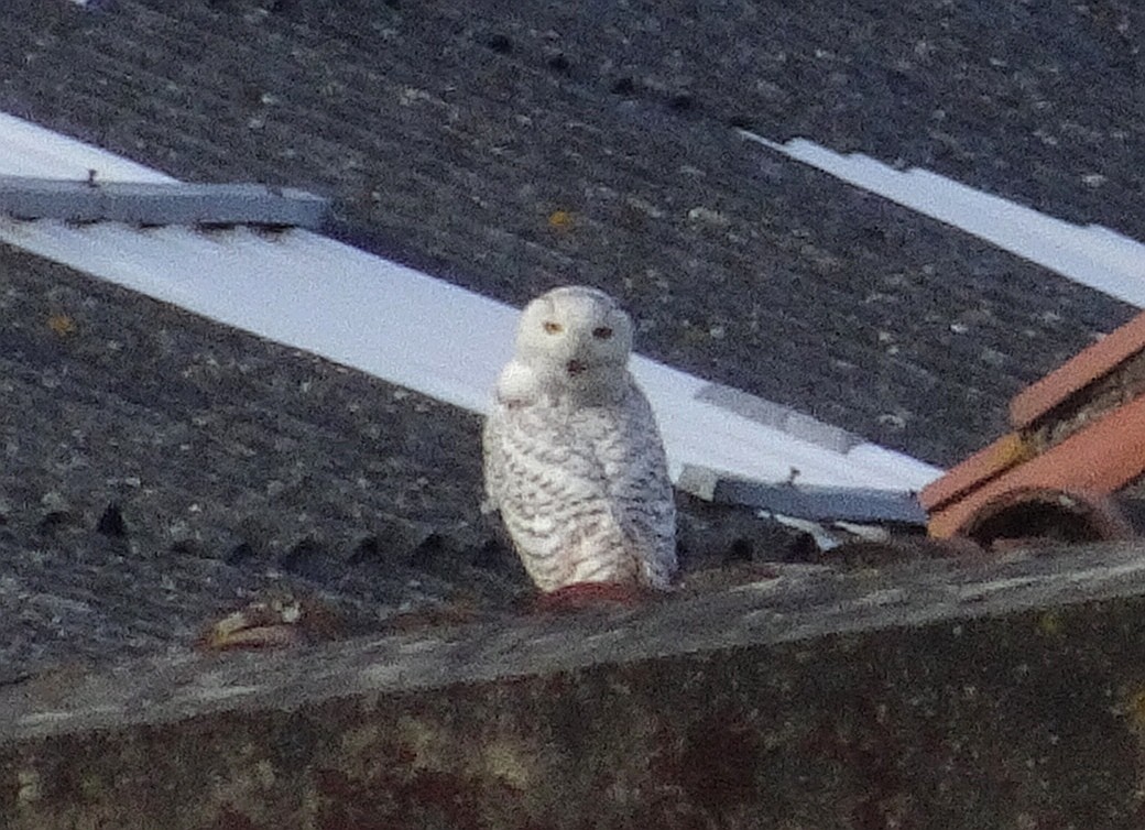 Snowy Owl - ML411306351