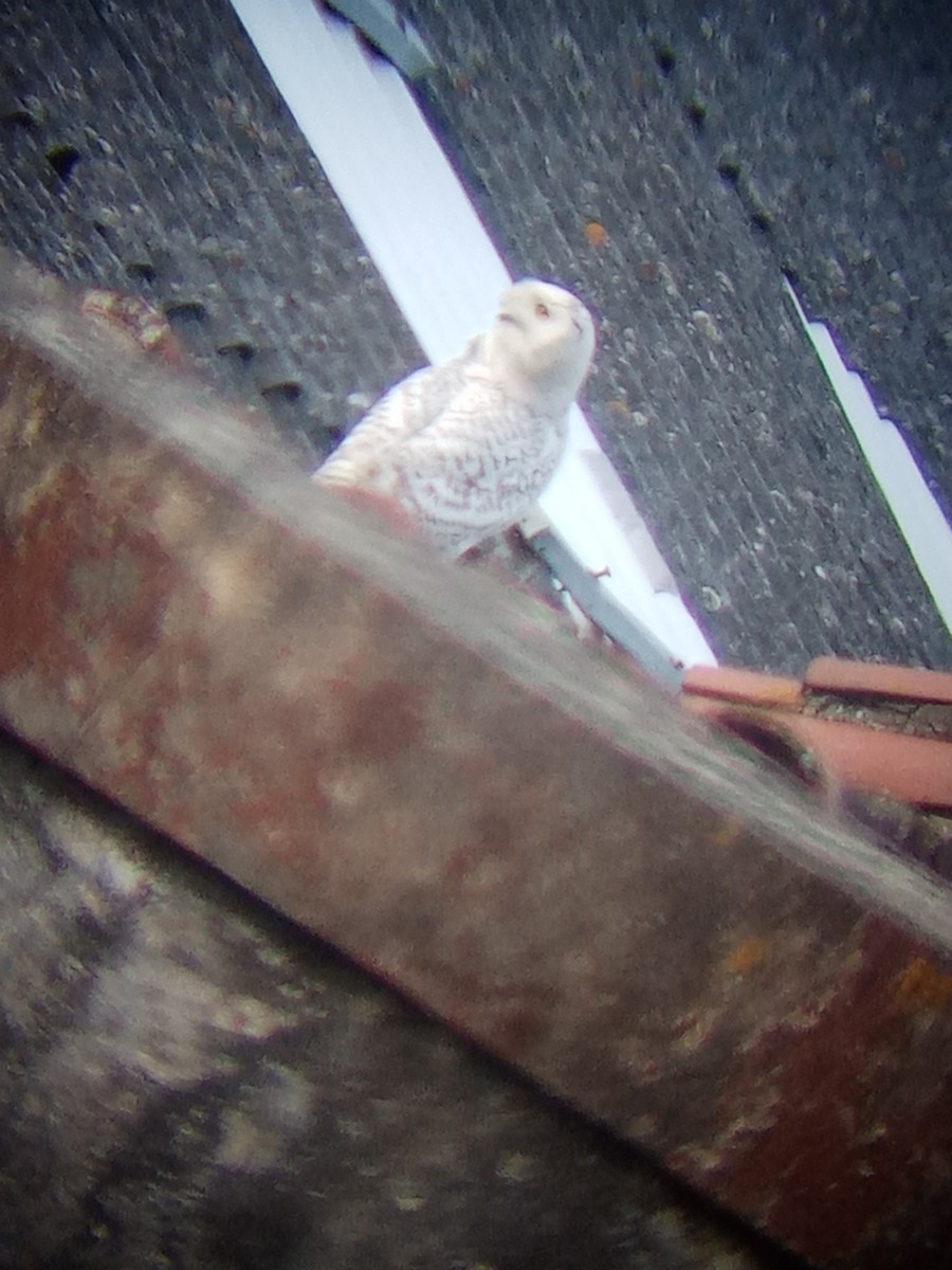 Snowy Owl - ML411306391
