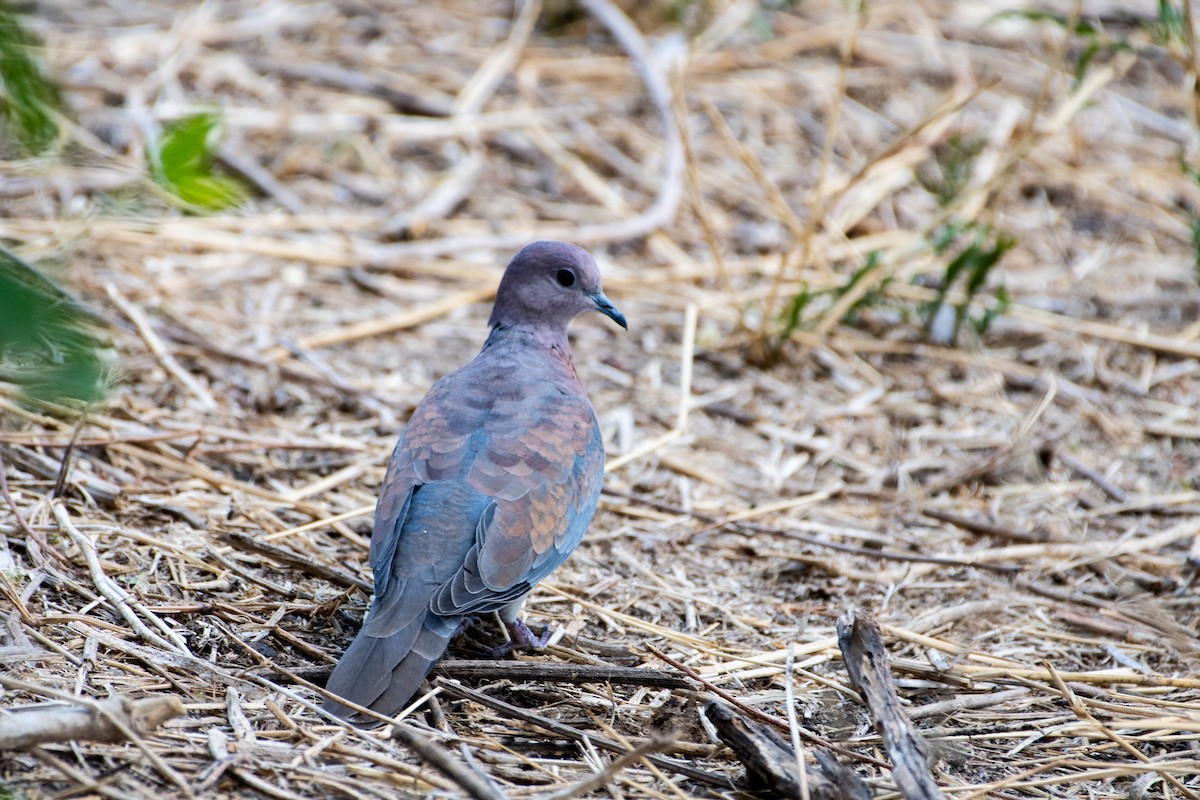 Laughing Dove - ML411306811