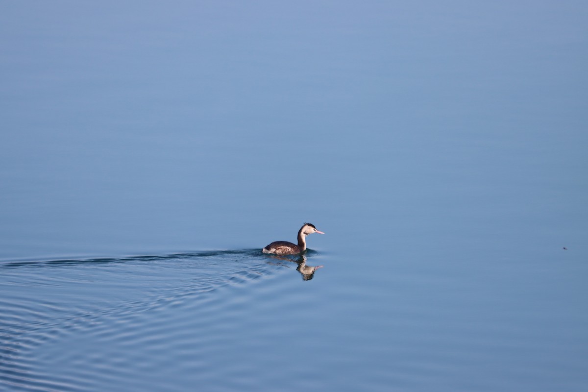 Great Crested Grebe - ML411306831