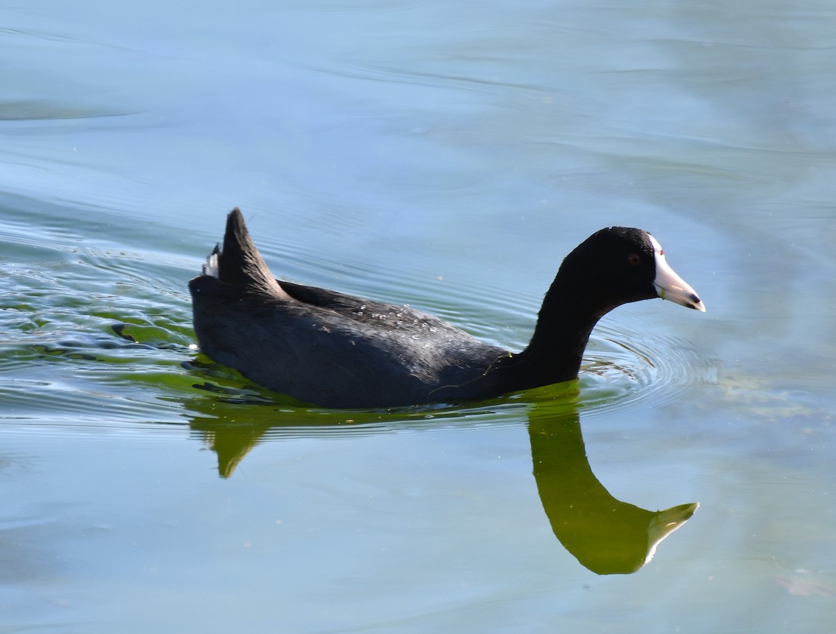 American Coot - ML411308071