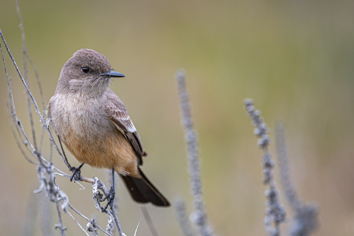 Say's Phoebe - ML411309181