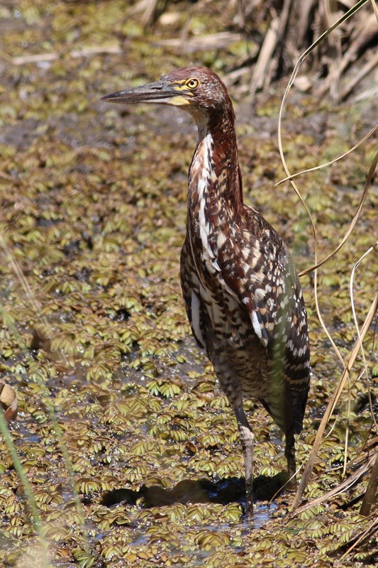 Rufescent Tiger-Heron - J. Simón Tagtachian