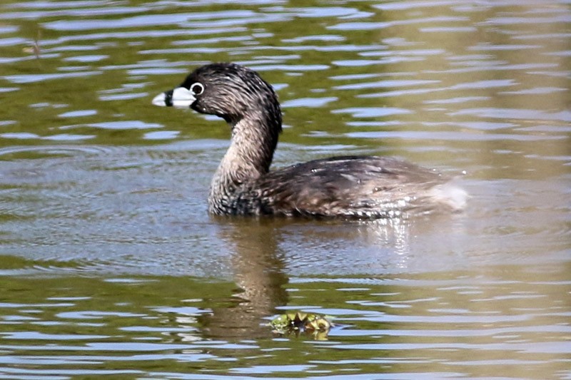 Pied-billed Grebe - ML41131001