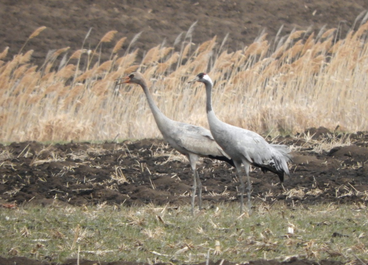 Хархираа тогоруу - ML411310711