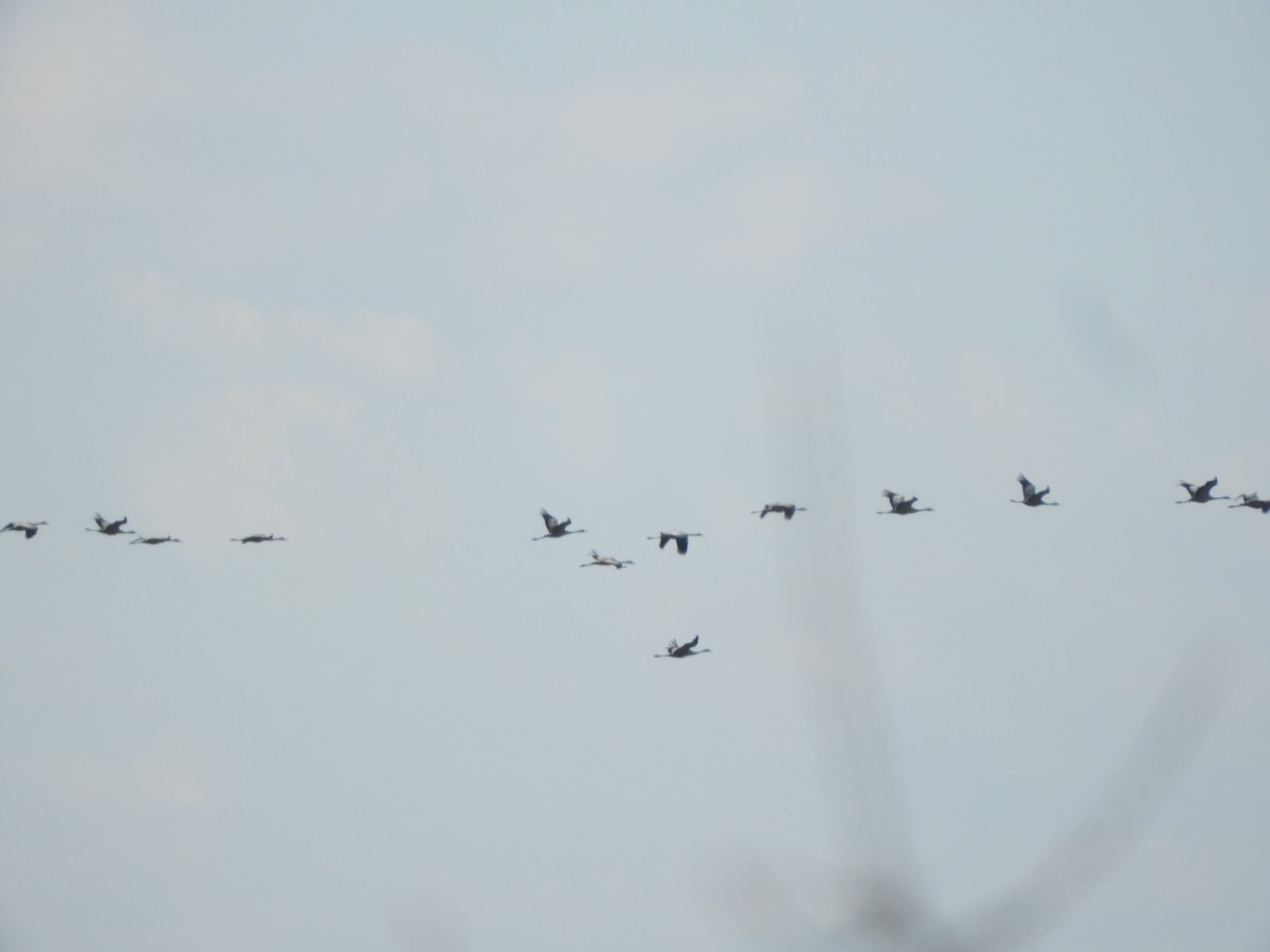 Хархираа тогоруу - ML411310741