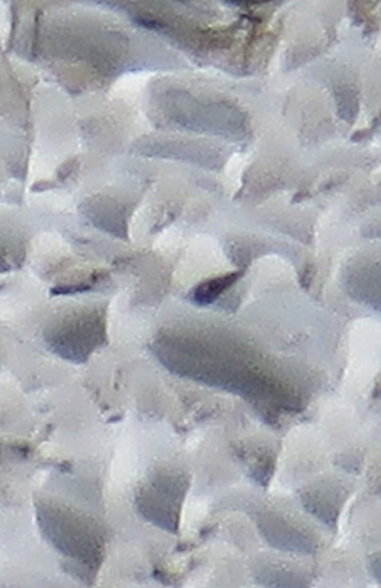 California Gull - ML411311691