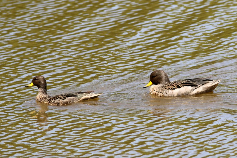 Yellow-billed Teal - ML41131221