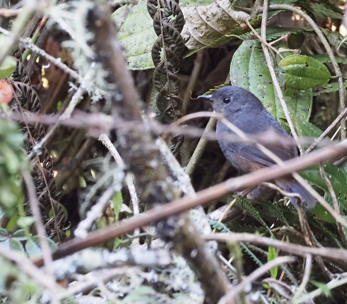 Pale-bellied Tapaculo - Suzette Stitely