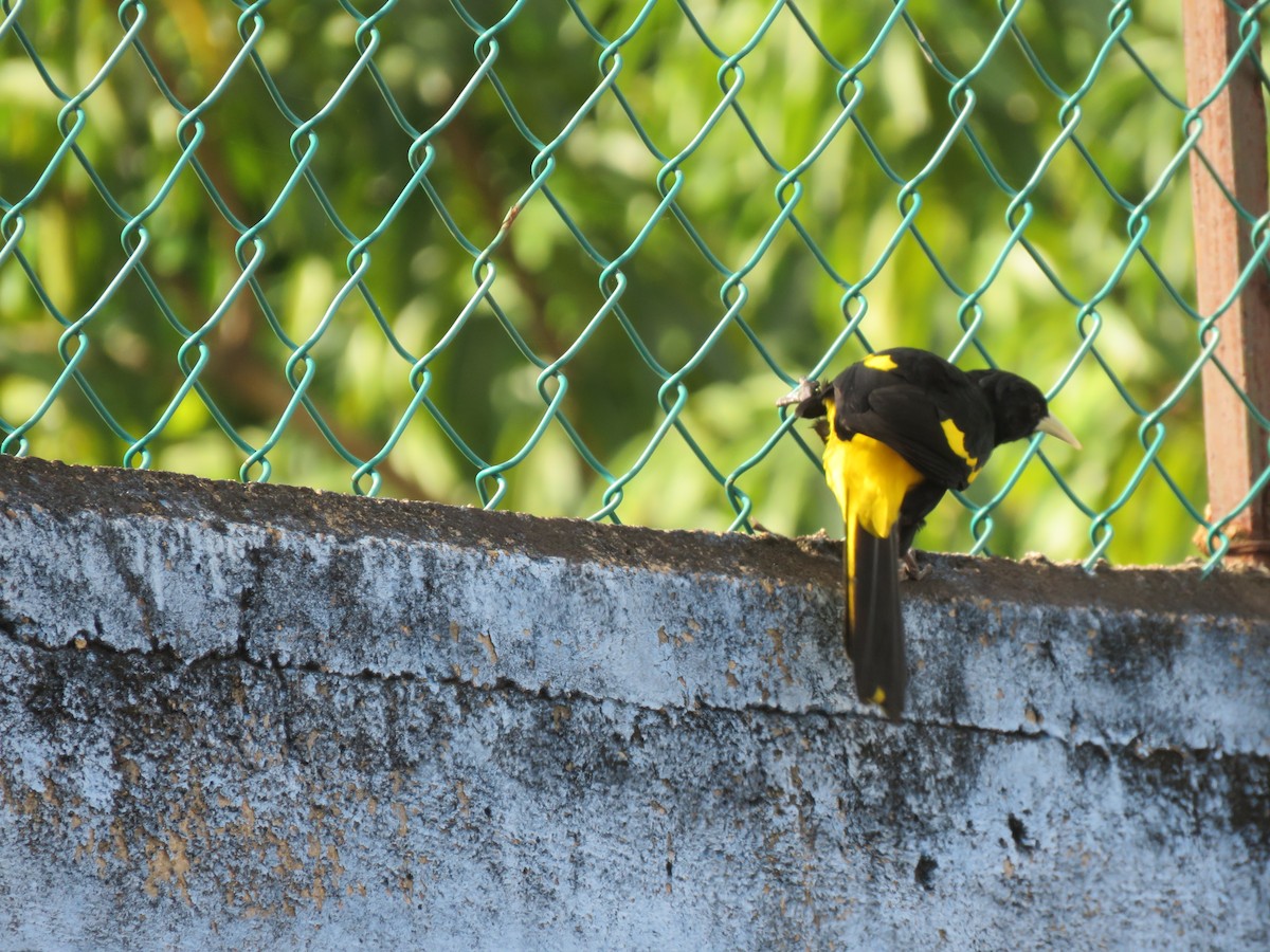 Yellow-winged Cacique - Kathy Lowther