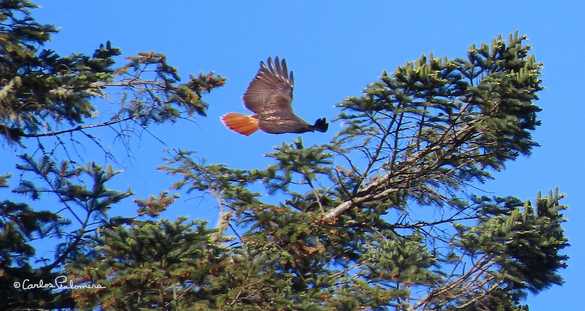 Red-tailed Hawk - ML411314291