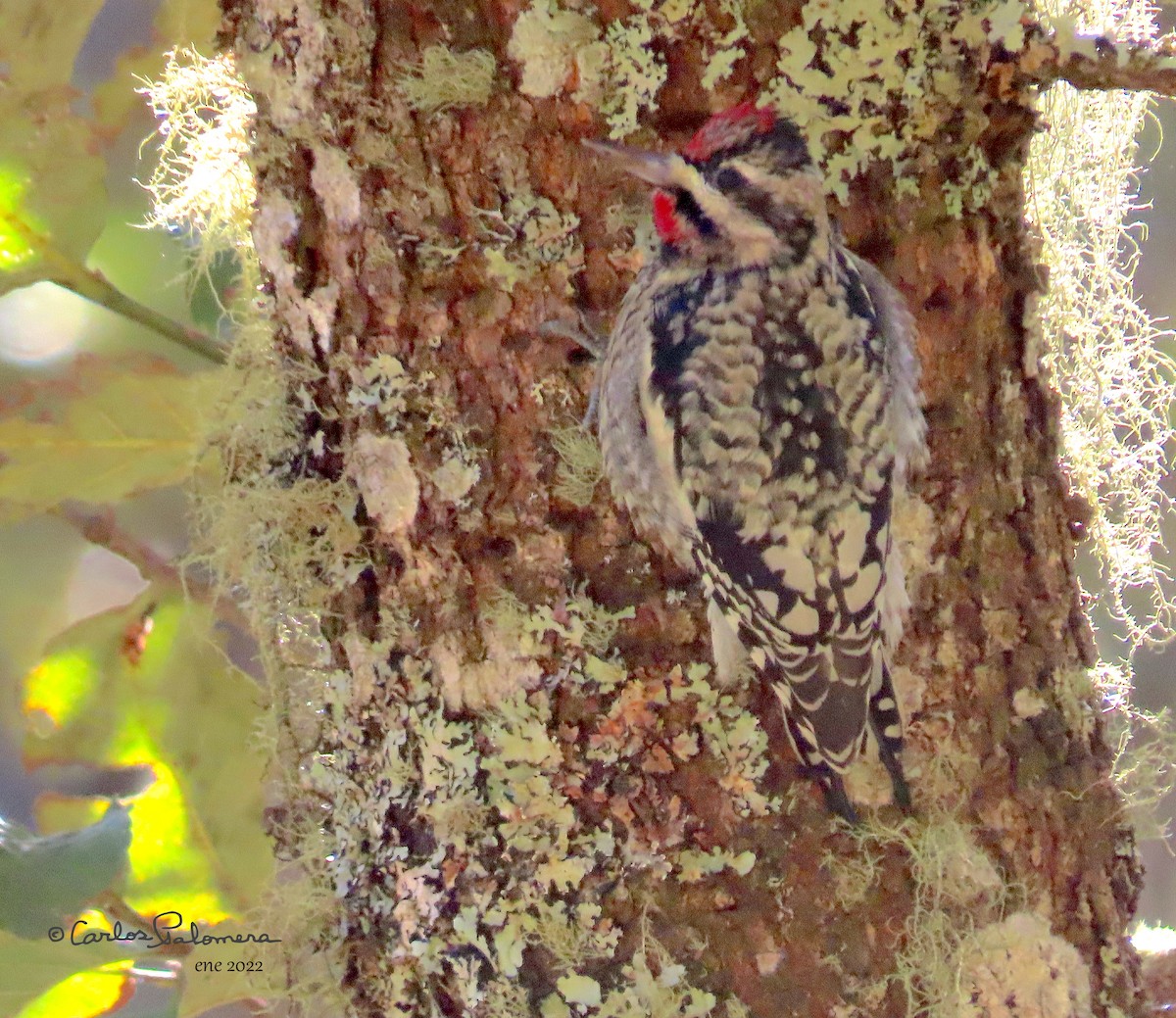 Yellow-bellied Sapsucker - ML411315261