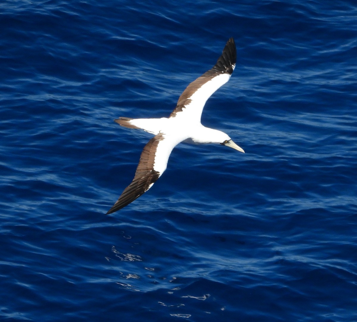 Masked Booby - Scott Sneed