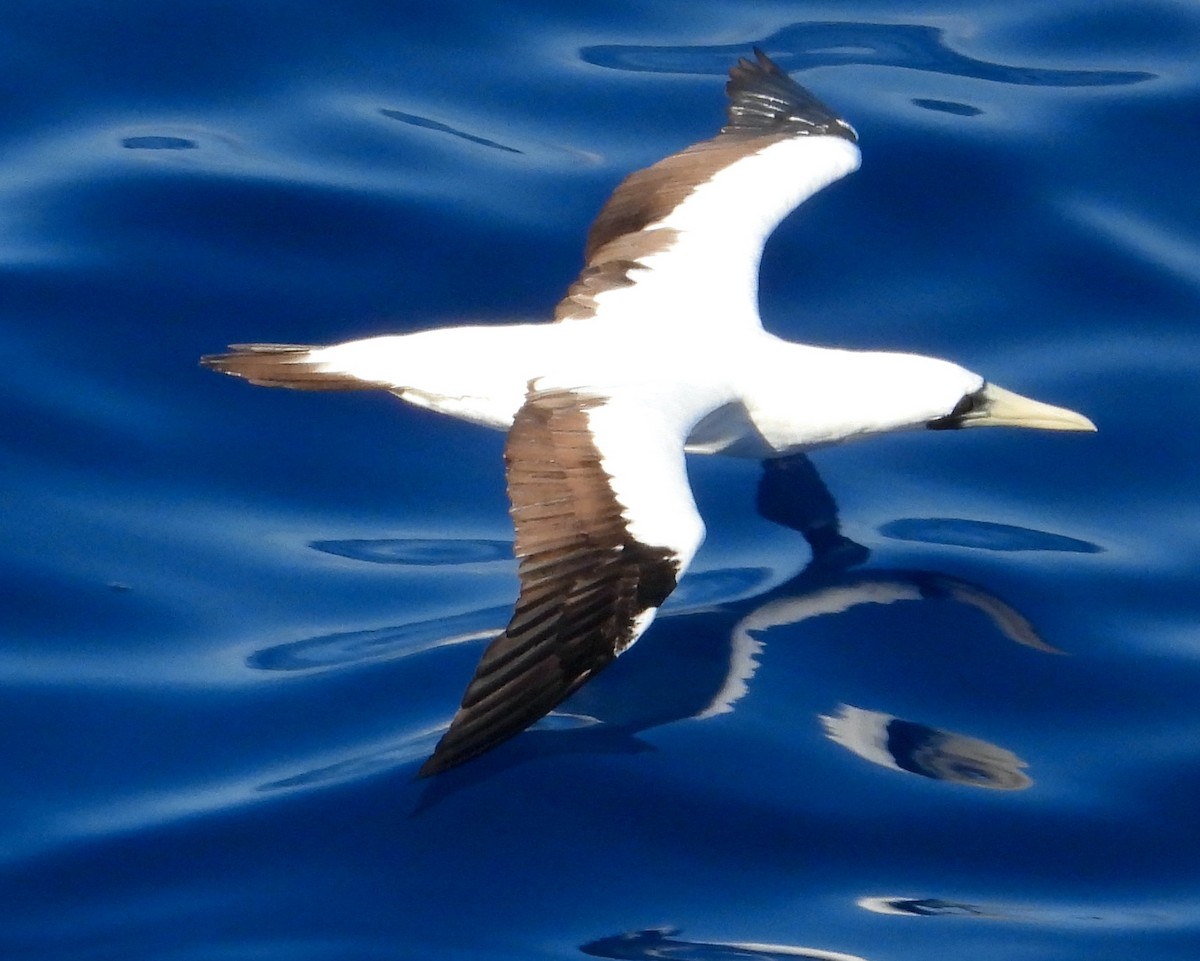 Masked Booby - Scott Sneed