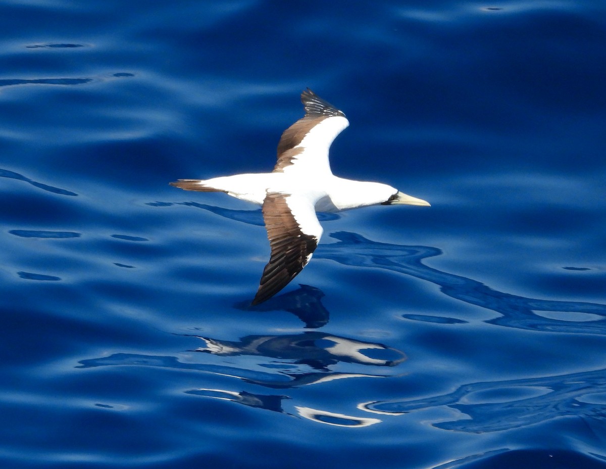 Masked Booby - Scott Sneed