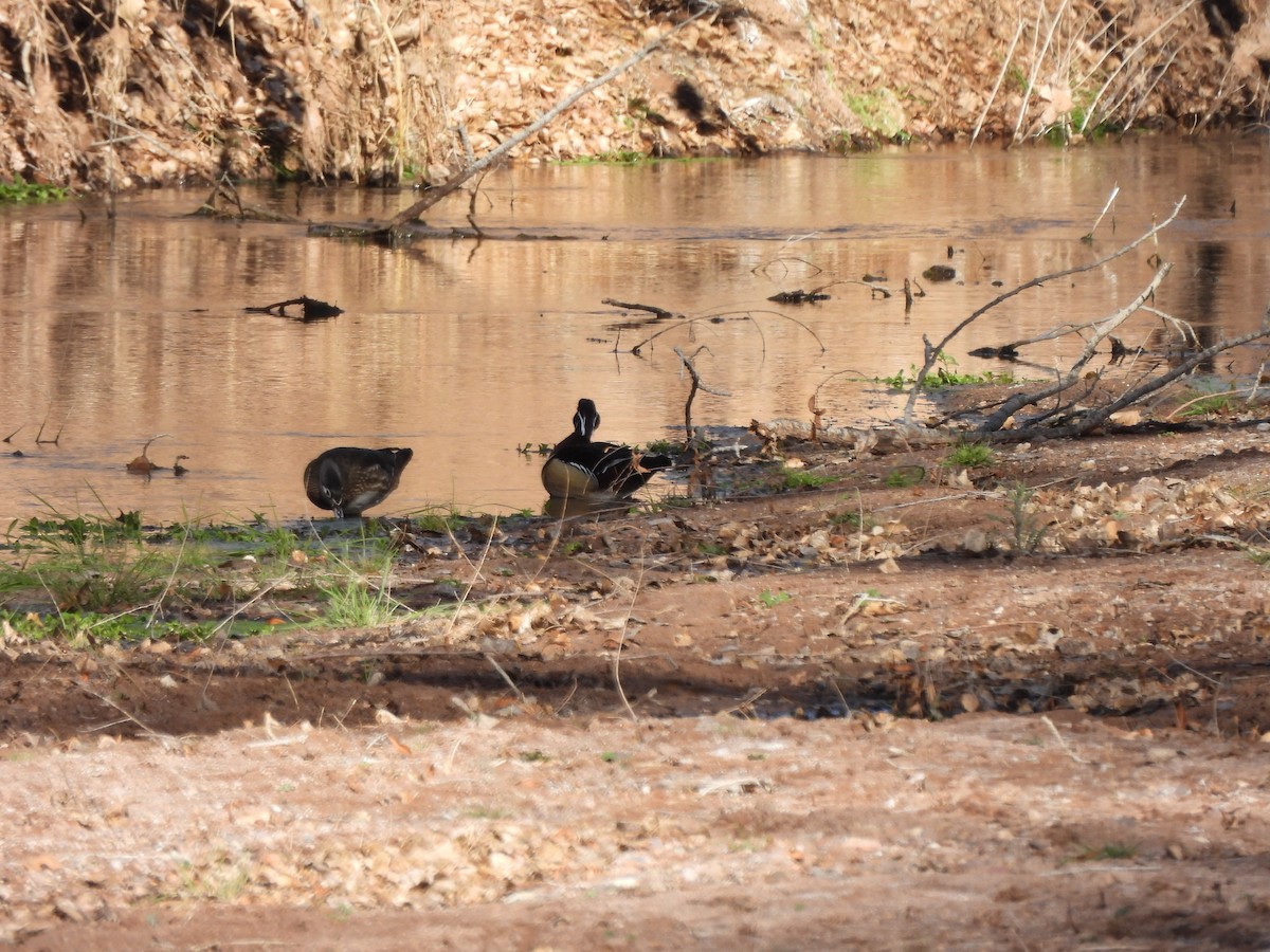 Wood Duck - ML411316371