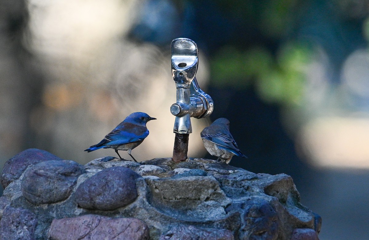 Western Bluebird - Anonymous