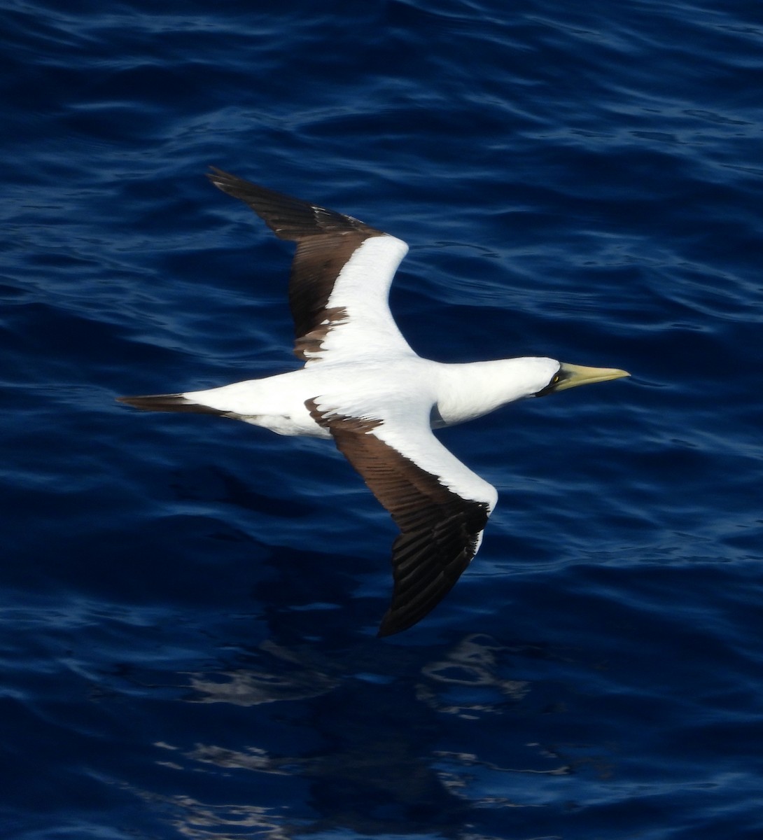 Masked Booby - Scott Sneed