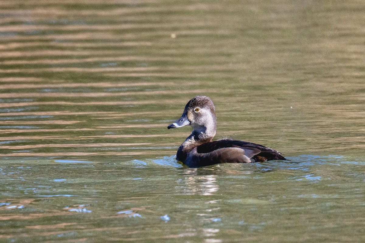 Ring-necked Duck - ML411316611