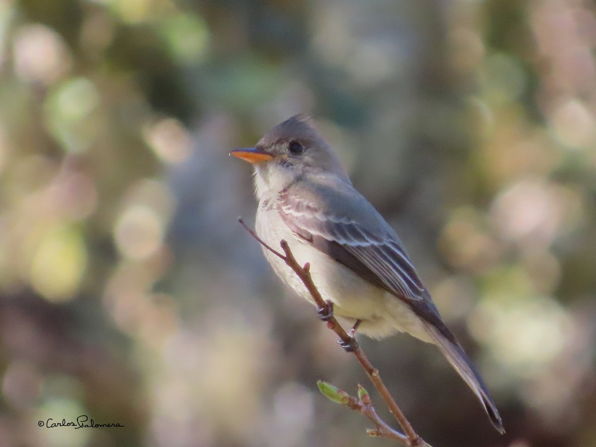 Greater Pewee - ML411316851