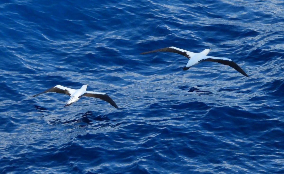 Masked Booby - ML411316931