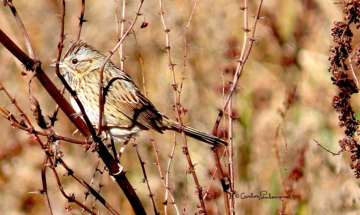 Lincoln's Sparrow - ML411317241