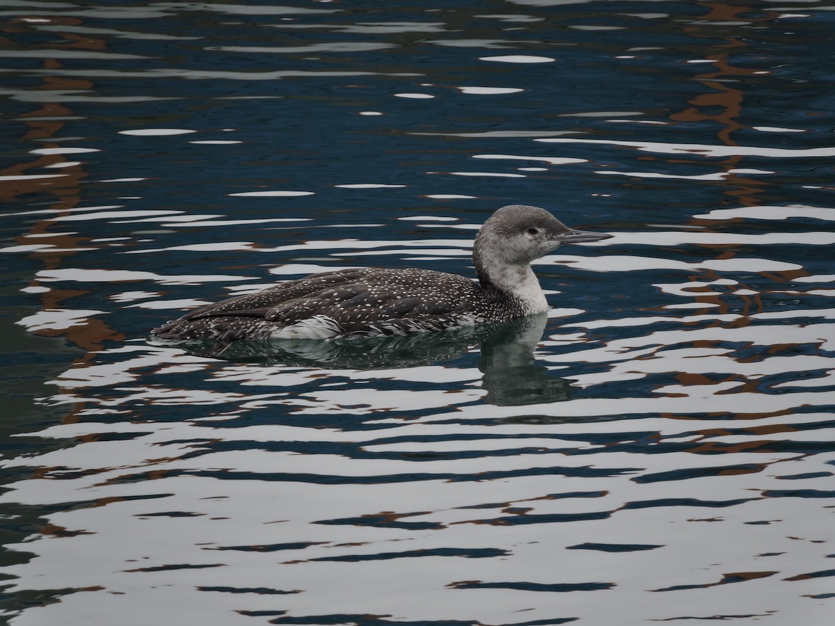Red-throated Loon - ML411317541