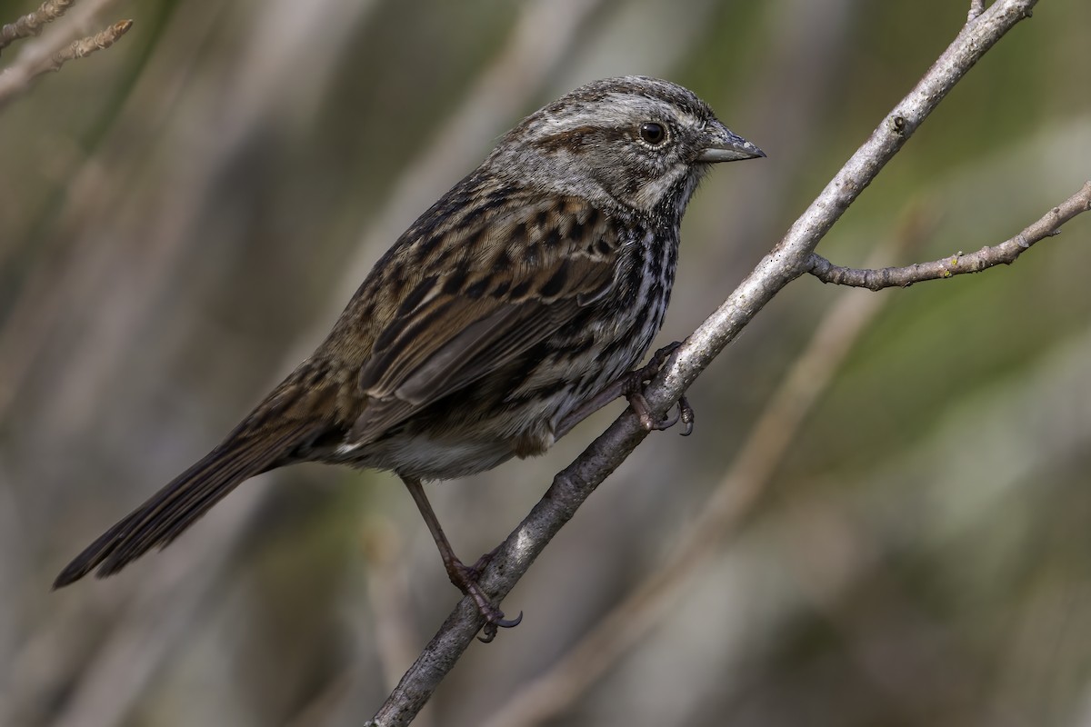 Song Sparrow - ML411317681