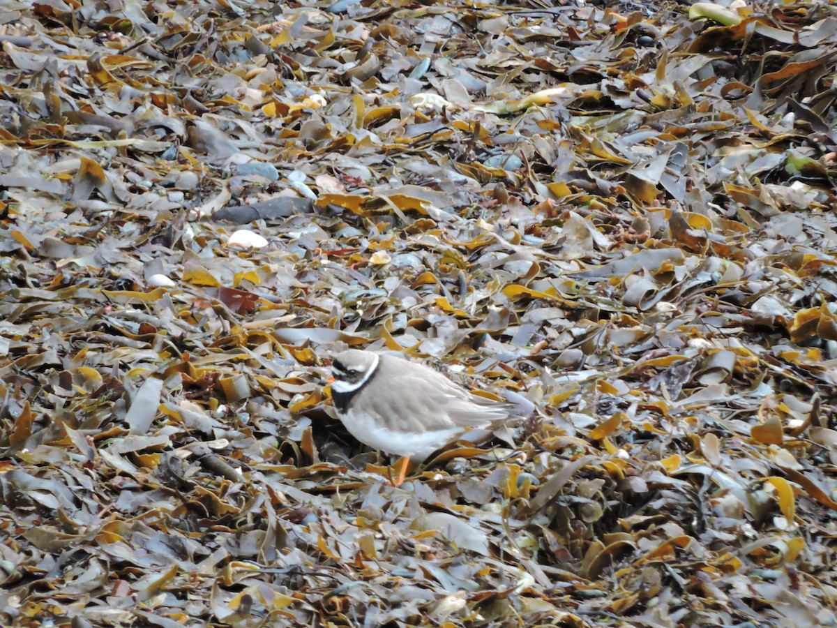Common Ringed Plover - ML411317841