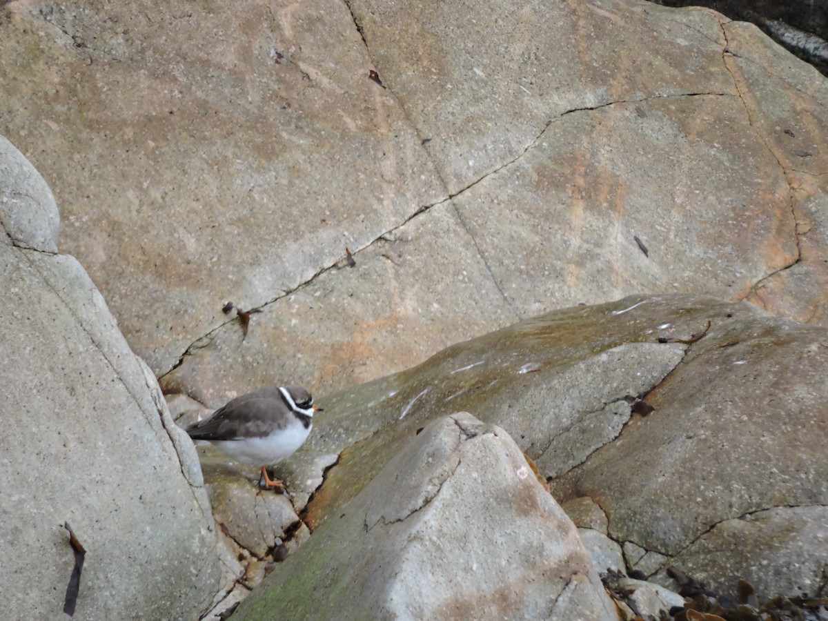 Common Ringed Plover - ML411317851