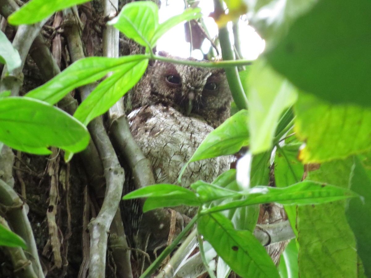 Middle American Screech-Owl - ML411319361