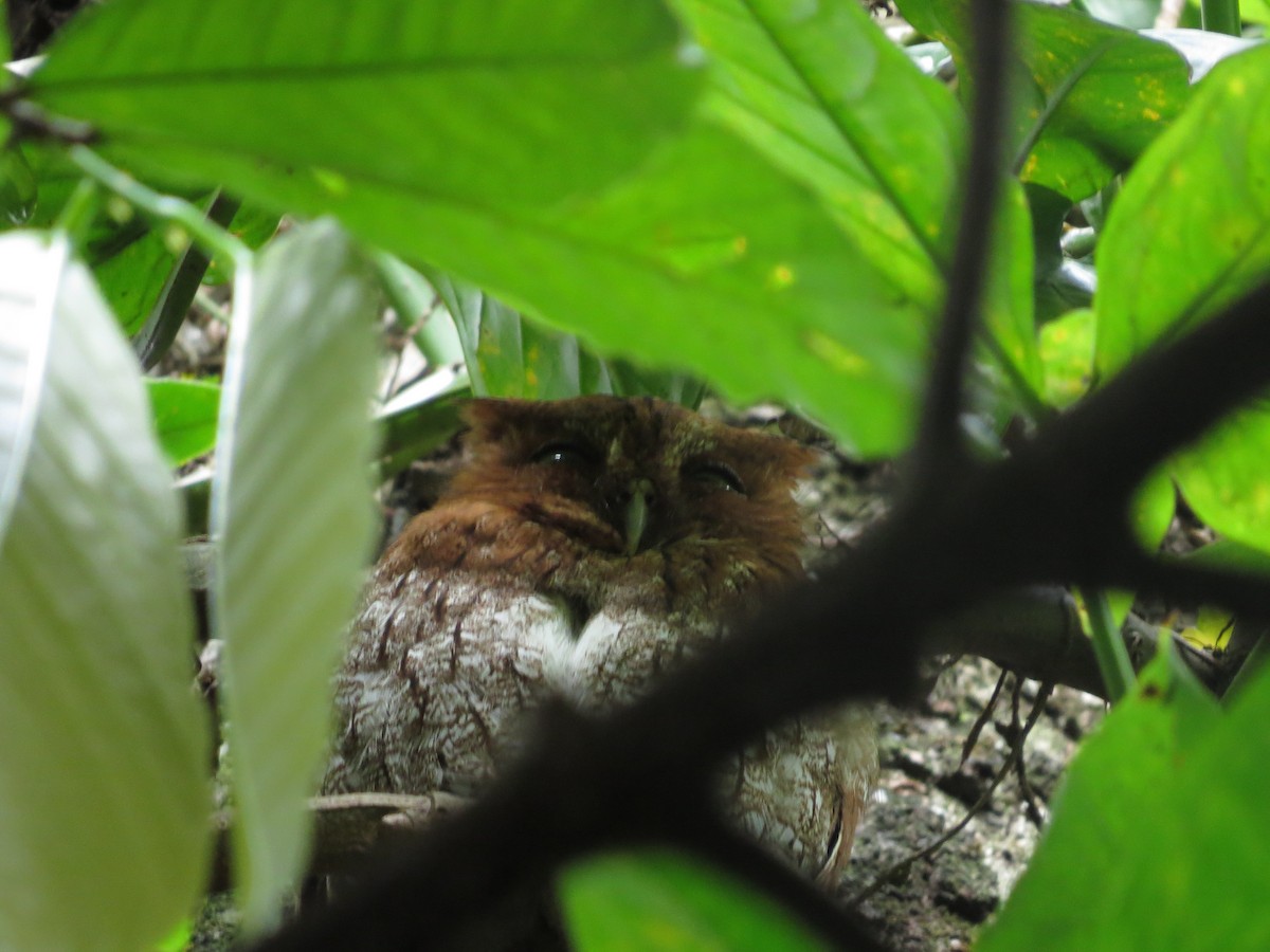 Middle American Screech-Owl - ML411319451