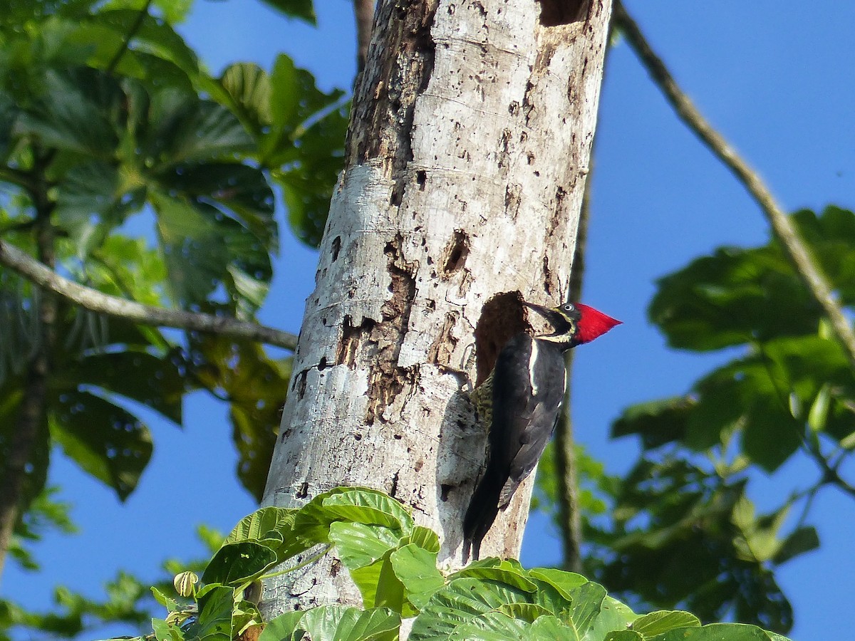 Lineated Woodpecker - ML411320531