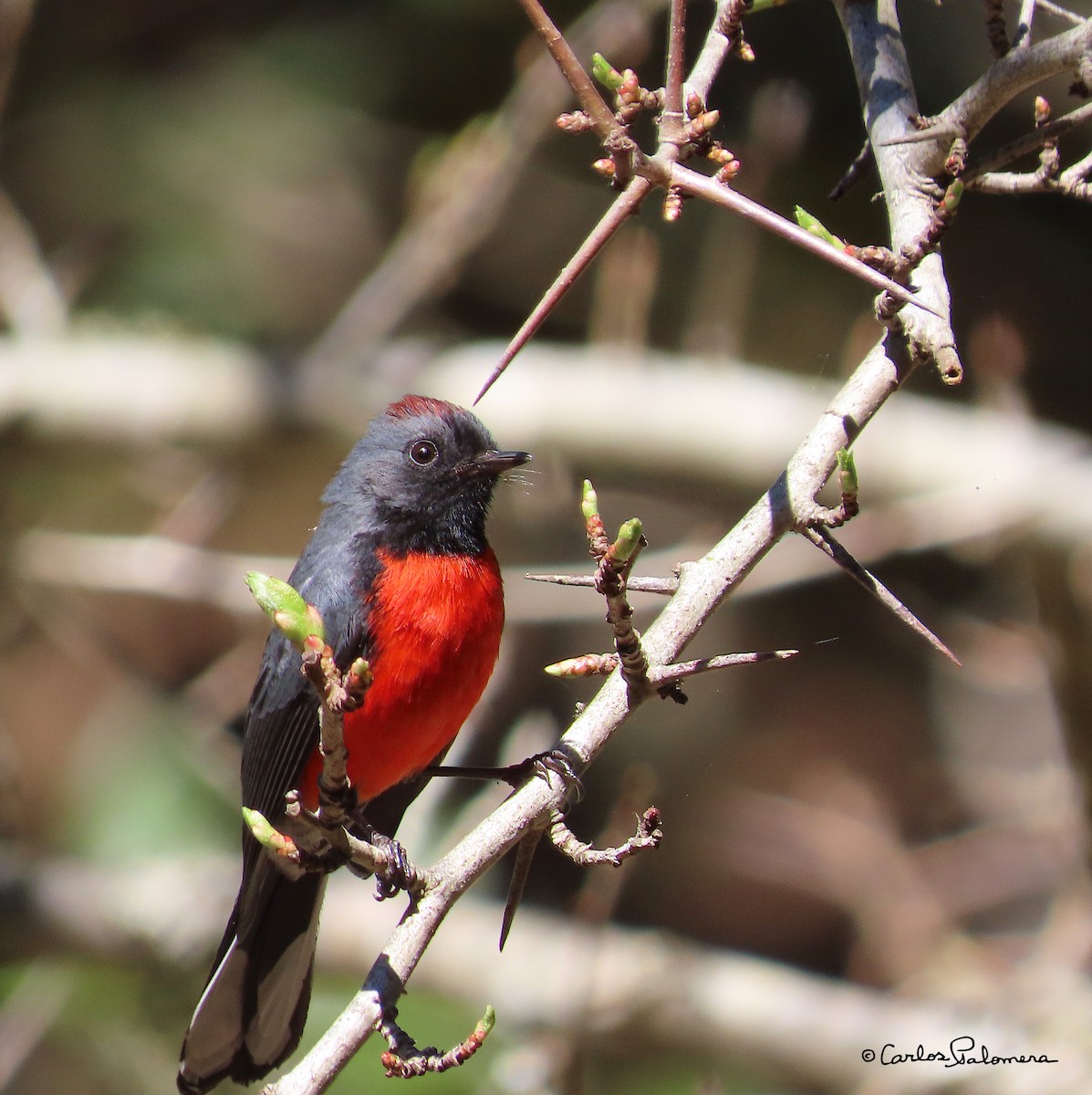 Slate-throated Redstart - ML411320561