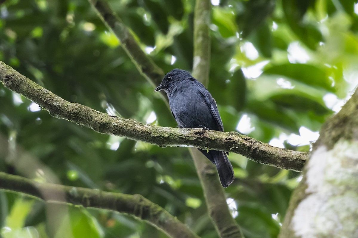 Nimba Flycatcher - Stefan Hirsch