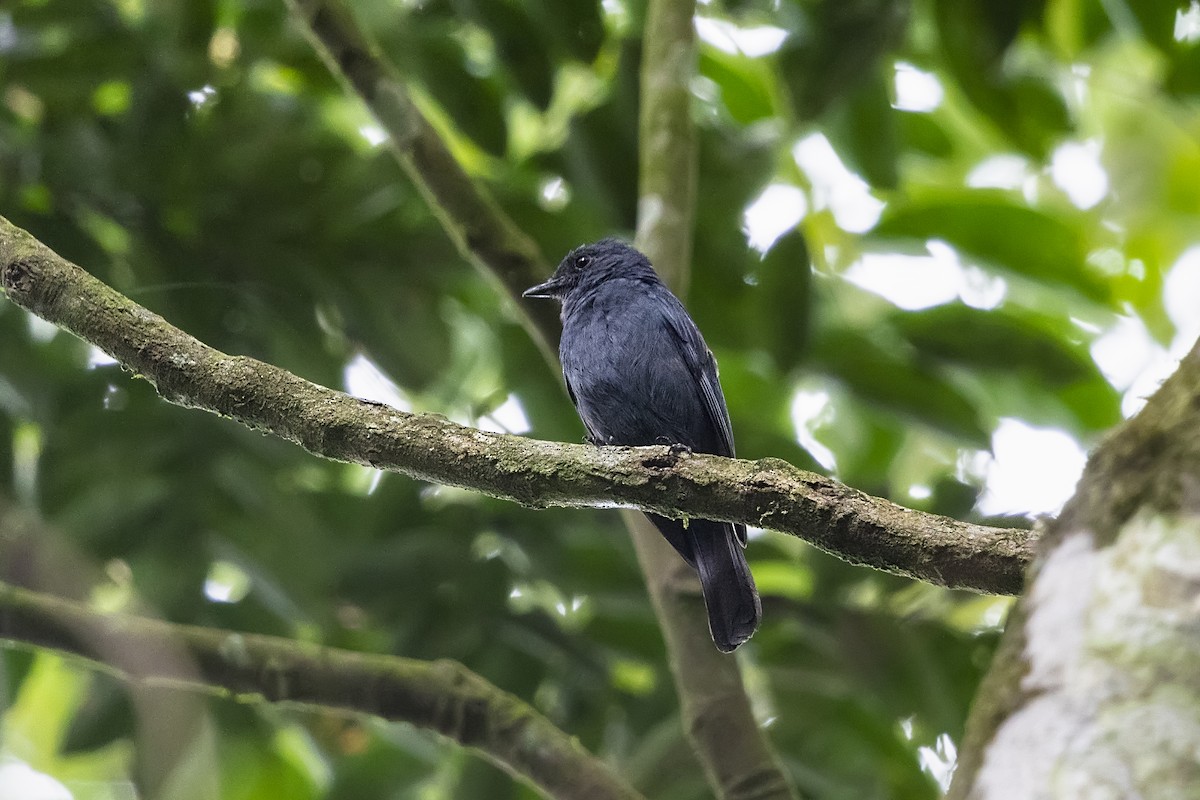 Nimba Flycatcher - Stefan Hirsch